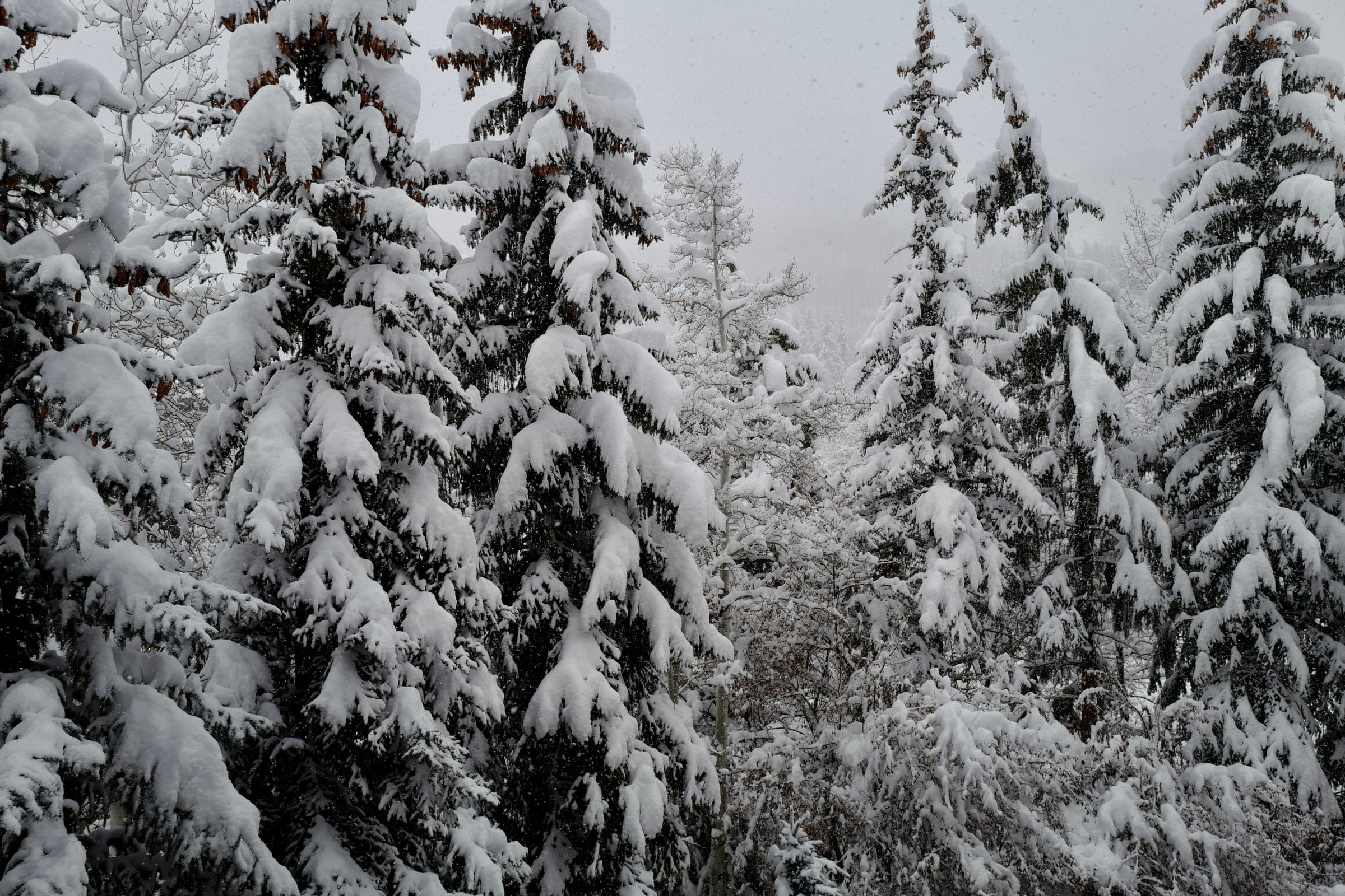 Snow-covered pine trees